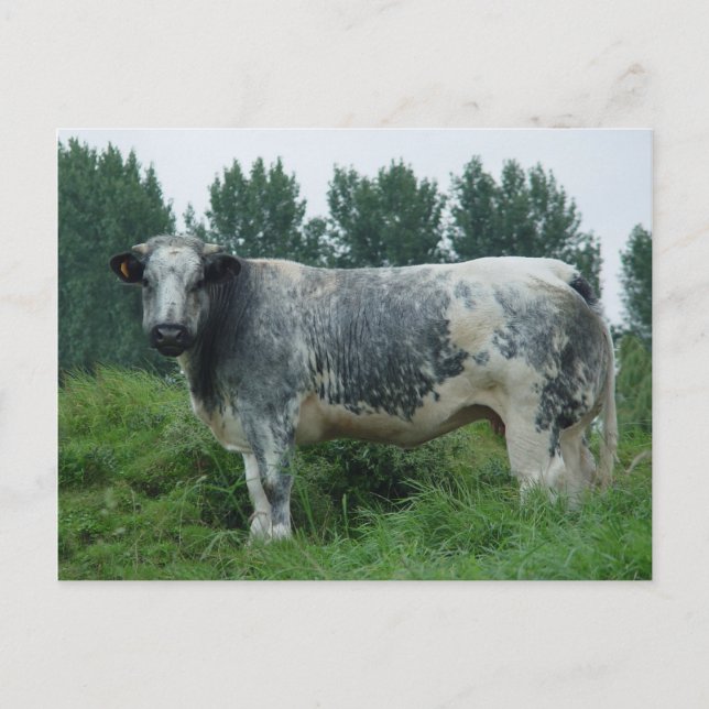 Cow Belgian Blue Postcard (Front)