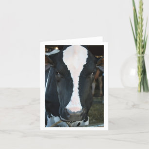 Cow Blank Card