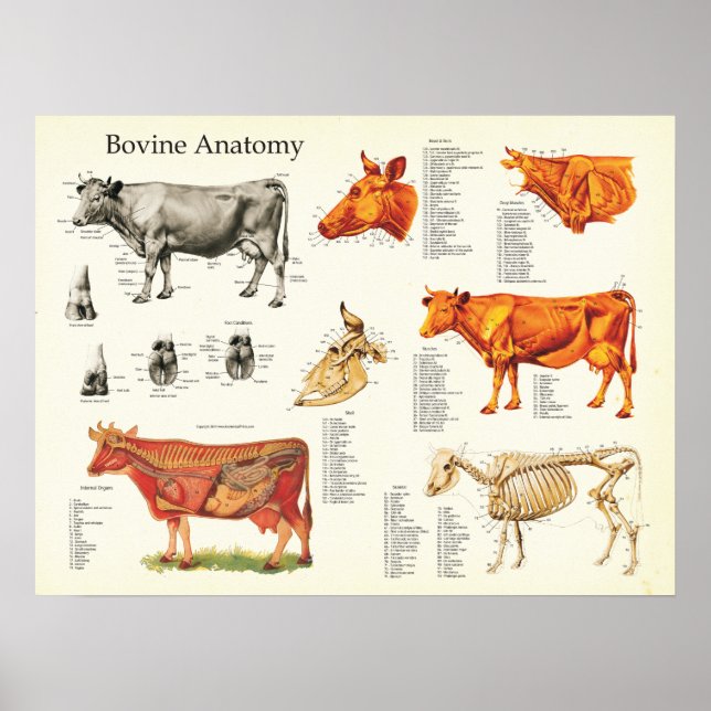 Cow Bovine Anatomical Chart - 18" X 24" (Front)