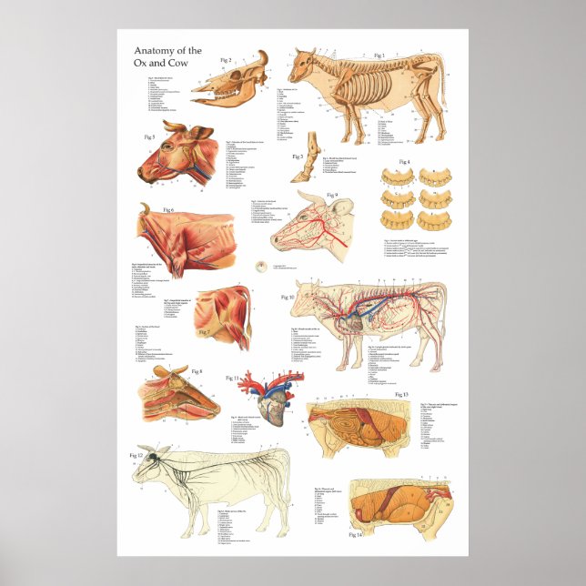 Cow Bovine Anatomy Chart 24" X 36" (Front)