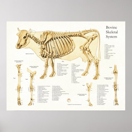 Cow Bovine Skeletal Anatomy Poster | Zazzle.com.au