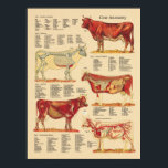 Cow Bovine Veterinary Anatomy Chart<br><div class="desc">Cow anatomy chart created with vintage anatomical illustrations. Shows the surface anatomy,  the skeletal system,  muscles,  internal organs,  arteries and veins. Chart for the farm or veterinary office.</div>