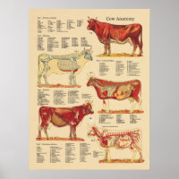 Cow Bovine Veterinary Anatomy Chart