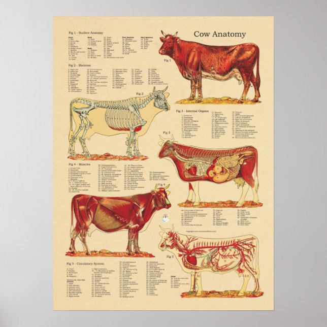 Cow Bovine Veterinary Anatomy Chart (Front)