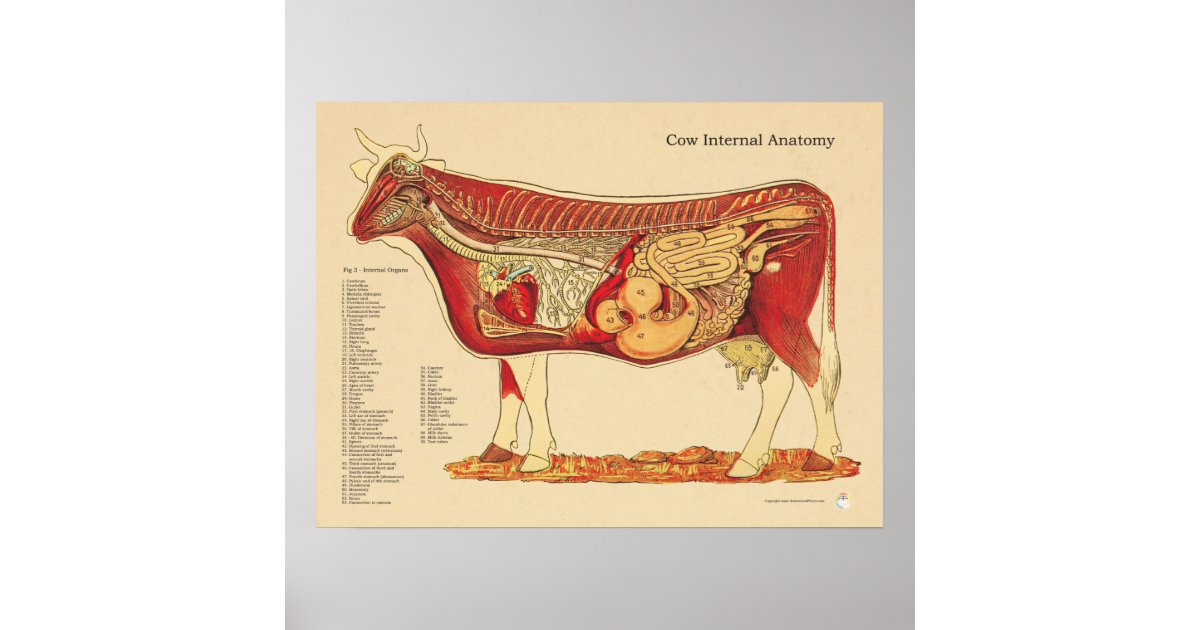 Cow Bovine Veterinary Internal Anatomy Chart | Zazzle.com.au