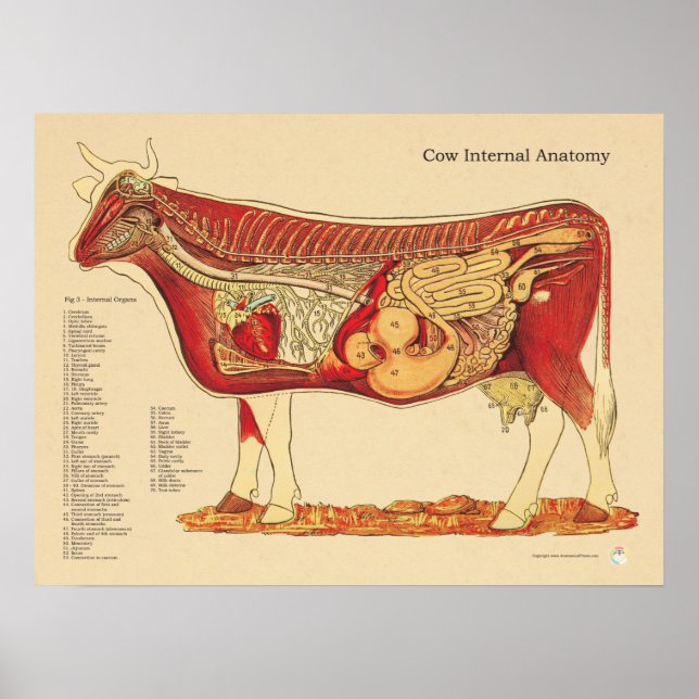 Cow Bovine Veterinary Internal Anatomy Chart (Front)