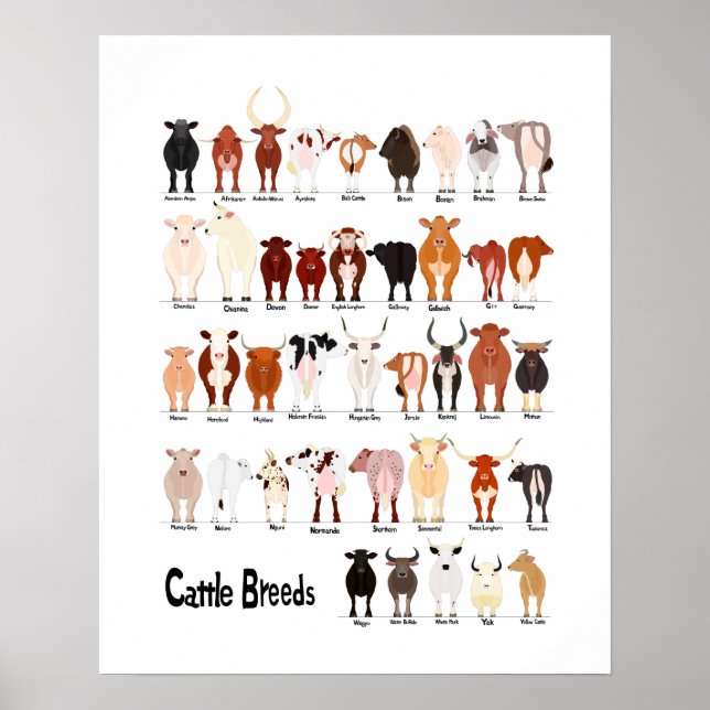 cow breeds chart (Front)