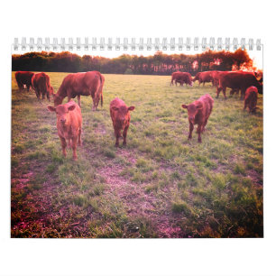 Cow Calendar