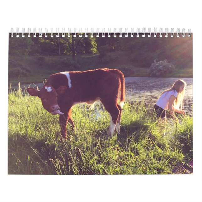 Cow Calendar (Cover)
