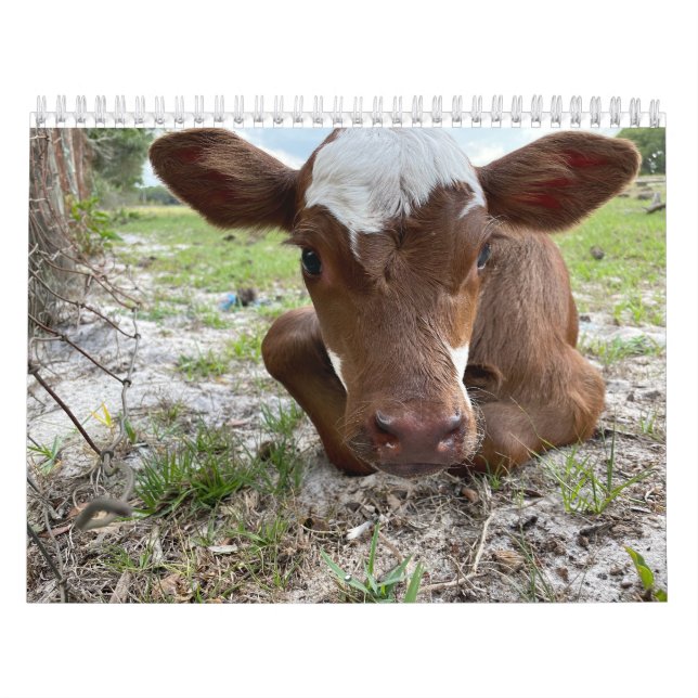 Cow Calendar 2024 (Cover)