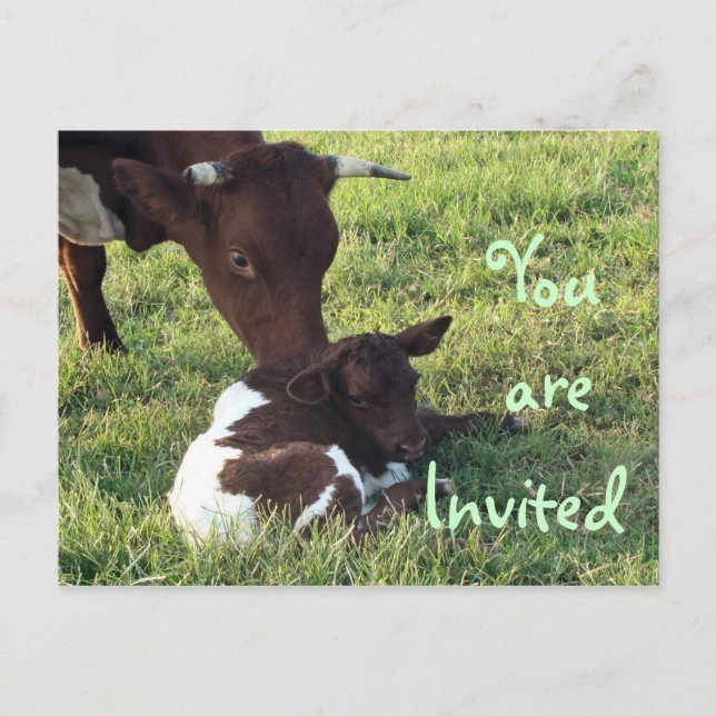 Cow & calf Postcard/invitation-customise Invitation Postcard (Front)