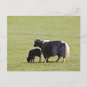 Cow & Calf Yak   Lijiang Postcard