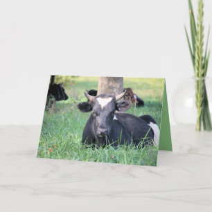 Cow Card