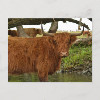 Cow card standing in the water