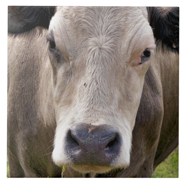 COW CERAMIC TILE (Front)