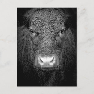COW CLOSE-UP - BLACK & WHITE POSTCARD