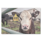 Cow Close-Up, Part 1