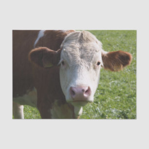 Cow Close-Up, Part 3 Tissue Paper