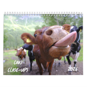 Cow Close-Ups 2026 Calendar