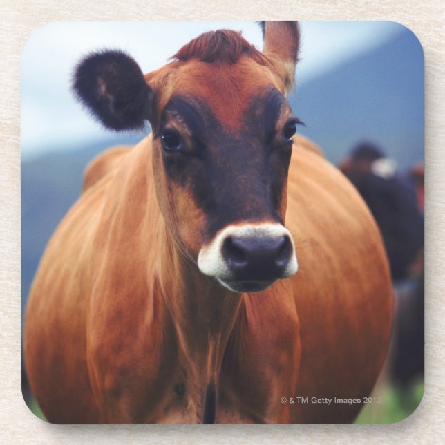 cow coaster (Front)