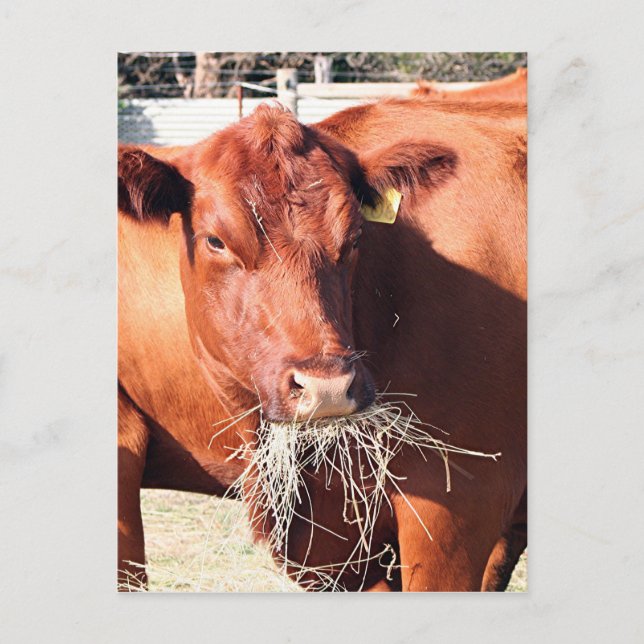 Cow eating hay on farm postcard (Front)