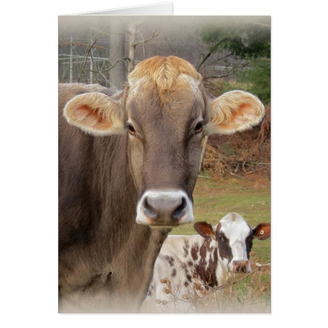 Cow Faces (Front)