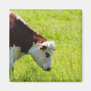 Cow grazing in a field, Loire Valley, France Magnet
