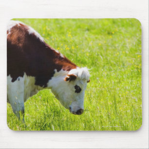 Cow grazing in a field, Loire Valley, France Mouse Pad
