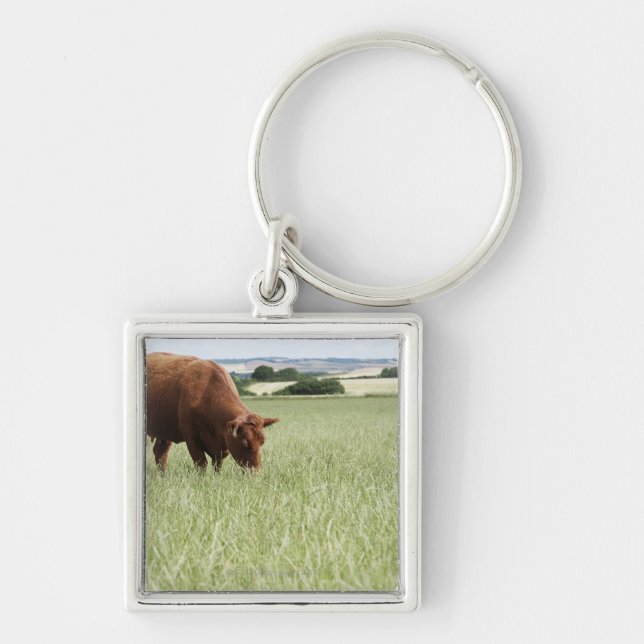 Cow grazing in meadow key ring (Front)