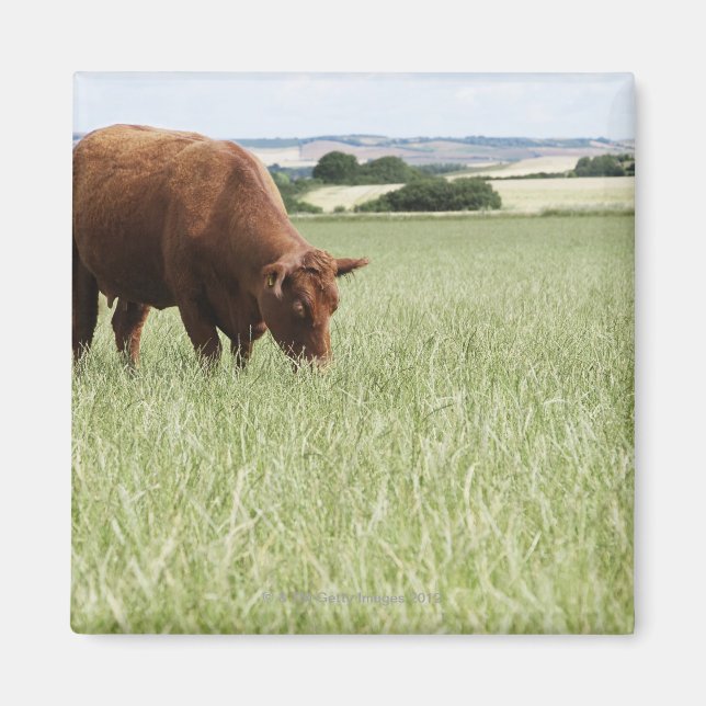 Cow grazing in meadow magnet (Front)