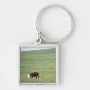 Cow grazing in meadow, Nova Scotia, Canada Key Ring