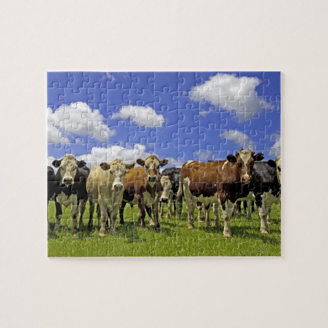 Cow Herd | New Zealand Jigsaw Puzzle (Horizontal)