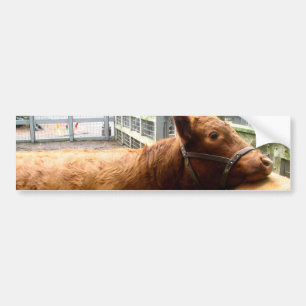 Cow Hug Bumper Sticker