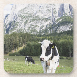 Cow In A Meadow, Fie Allo Sciliar, Alto Adige, Coaster