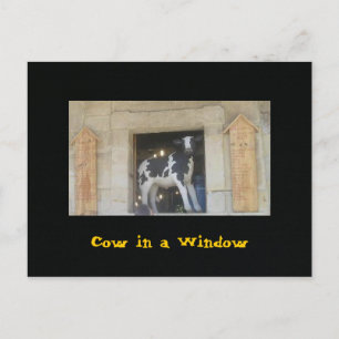 Cow in a Window Postcard
