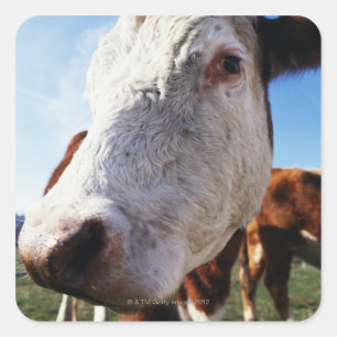 Cow in field, close-up square sticker