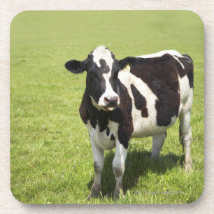 Cow in meadow coaster