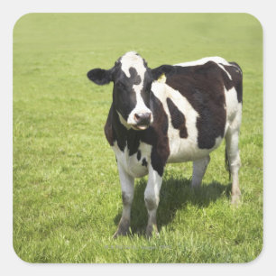 Cow in meadow square sticker
