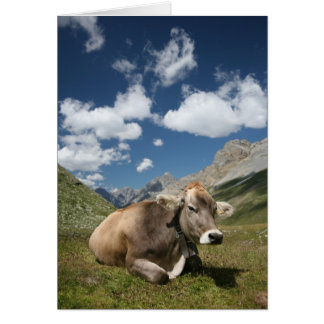 Cow in Pasture