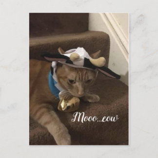 Cow Lancelot Postcard