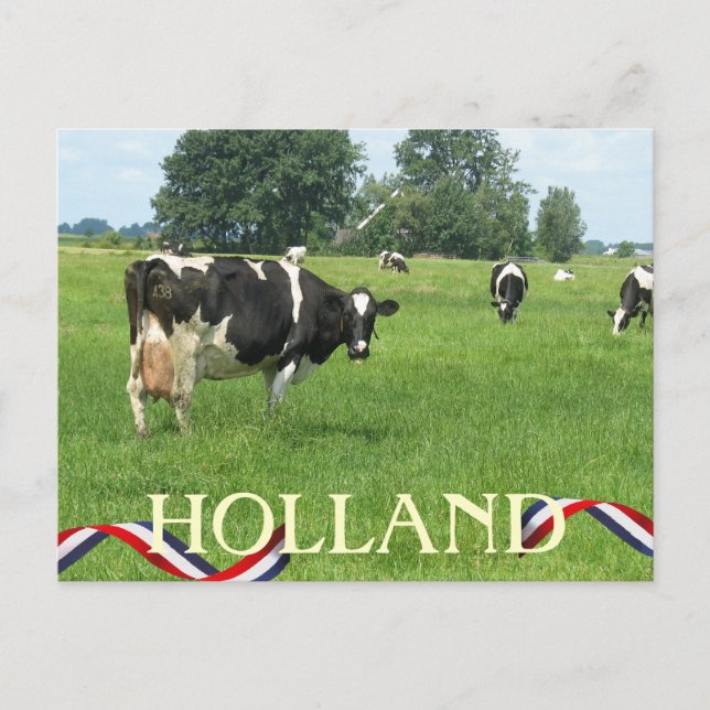 Cow looking at You Holland Cows Postcard (Front)