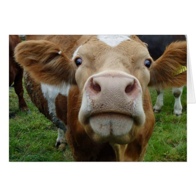 Cow love card (Front Horizontal)