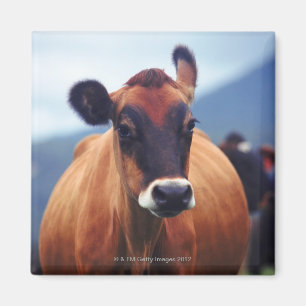 cow magnet