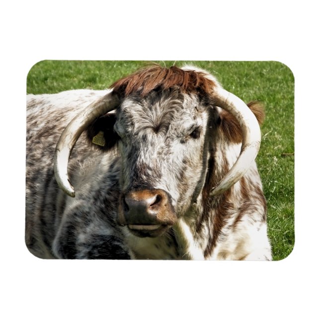 COW MAGNET (Horizontal)