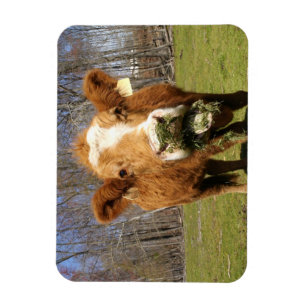 Cow Magnet