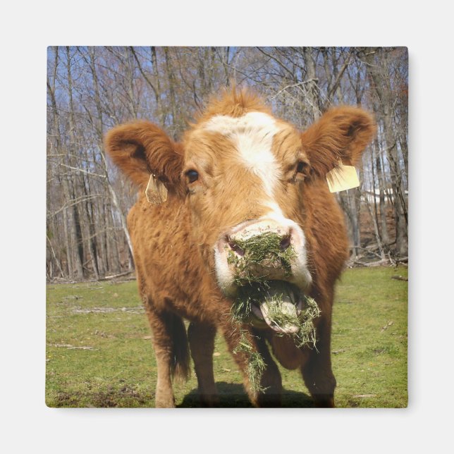 Cow Magnet (Front)