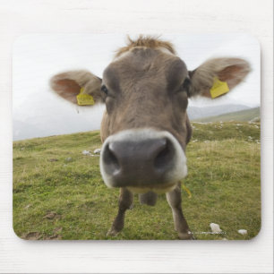 Cow near Tre Cime Di Lavaredo in Misurina, Mouse Pad