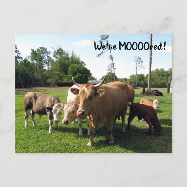 Cow - New Address Post Card - We've Moooved  (Front)