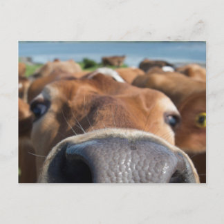 Cow Nose Closeup Postcard