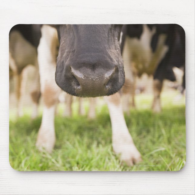Cow nose mouse pad (Front)